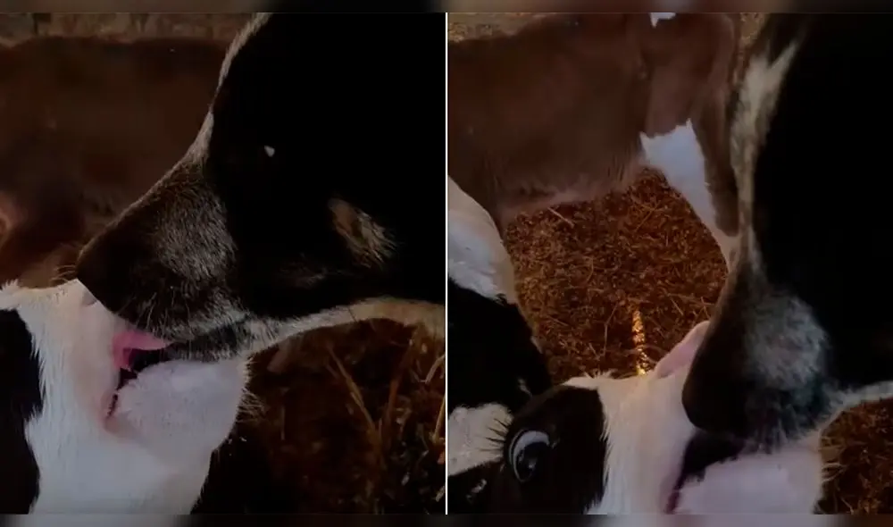 Facebook: Apasionado beso entre un vaca y perro conmueve a todos en redes [VIDEO]