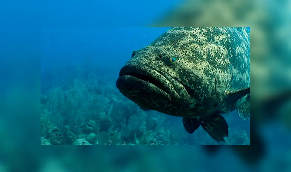 YouTube viral: extraña criatura marina aparece en 'selfie' de buzo dentro del mar [VIDEO]