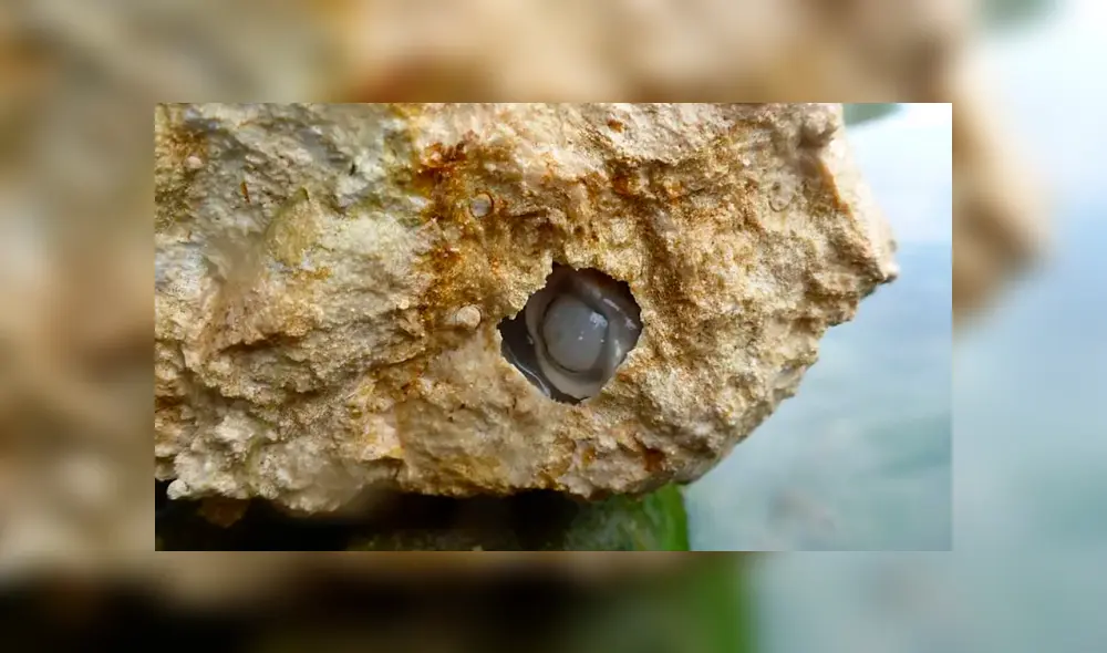 Video es viral en YouTube. Un grupo de científicos diseccionaron a este extraño gusano y lo que encontraron en su interior sorprendió a más de uno. Foto: Captura. Video es viral en YouTube. Un grupo de científicos diseccionaron a este extraño gusano y lo que encontraron en su interior sorprendió a más de uno. Foto: Captura.