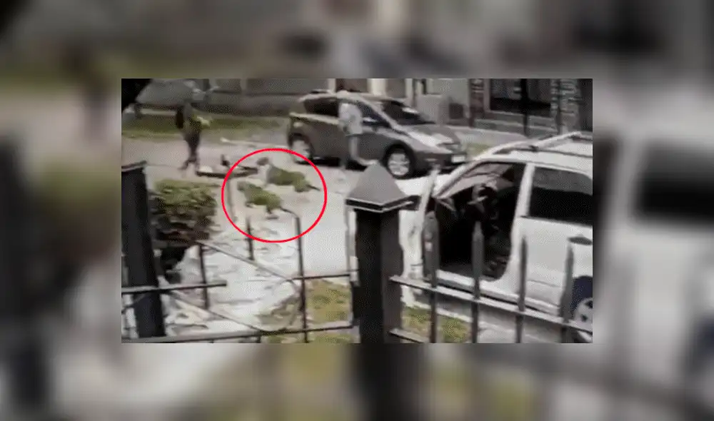 YouTube viral: Perros ven que su dueño es asaltado con pistola y lo rescatan valerosamente [VIDEO] 