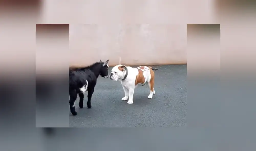 Facebook viral: Cabra bebé se arma de valor y se enfrenta a perro furioso, desenlace sorprende [VIDEO] 
