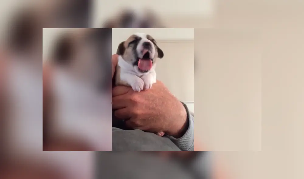 Cachorro ingiere medicina por primera vez y tiene inesperada reacción que enternece a miles