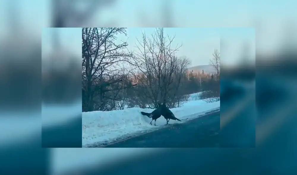 Desliza las imágenes para observar el fuerte enfrentamiento entre dos pavos en mitad de la carretera. Desliza las imágenes para observar el fuerte enfrentamiento entre dos pavos en mitad de la carretera.