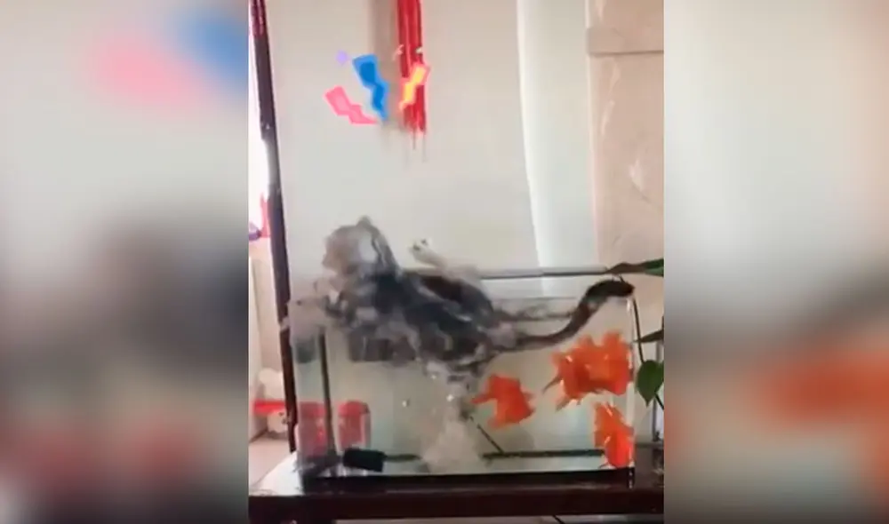 Desliza las imágenes para observar el incidente que sufrió un gato tras intentar cometer una travesura a escondidas. Foto: captura de Facebook