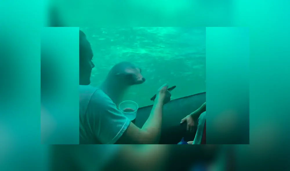 YouTube viral: león marino ve fotos del Océano Atlántico y tiene emotiva reacción que conmueve a miles YouTube viral: león marino ve fotos del Océano Atlántico y tiene emotiva reacción que conmueve a miles