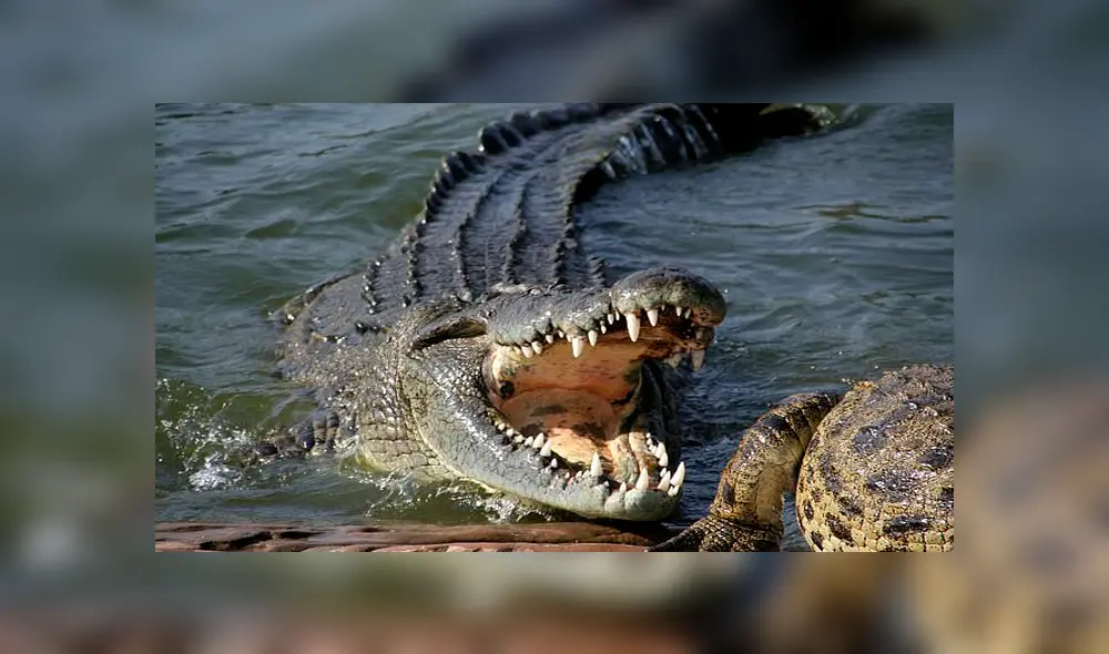 La fotografía exhibe un cocodrilo en una granja en Zambia, África. Foto: Getty images La fotografía exhibe un cocodrilo en una granja en Zambia, África. Foto: Getty images