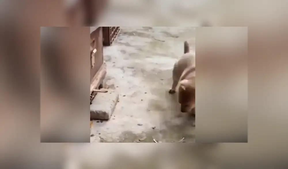 A través de TikTok se hizo viral el momento en que un curioso perro recibe picaduras de varias abejas tras acercarse a un panal.