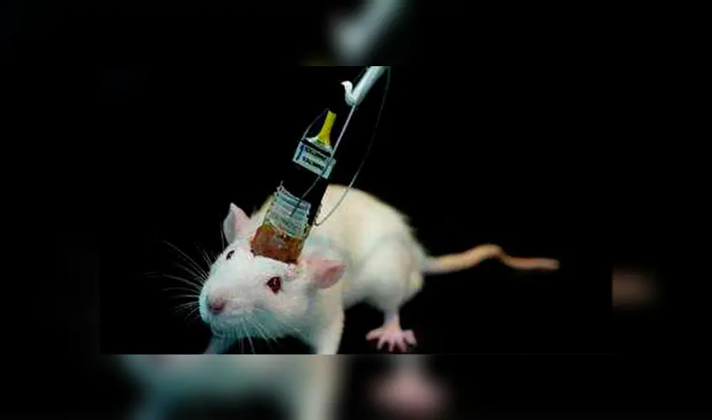 Científicos logran mantener vivo el cerebro de roedor por 25 días Científicos logran mantener vivo el cerebro de roedor por 25 días