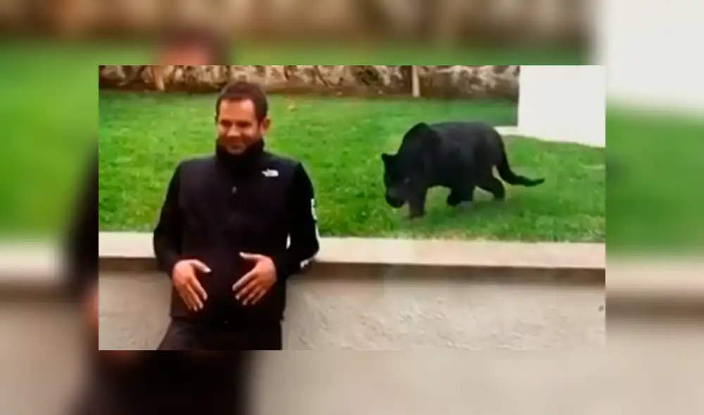 Facebook viral: ¿pantera negra atacó a su cuidador? Video causa terror en usuarios