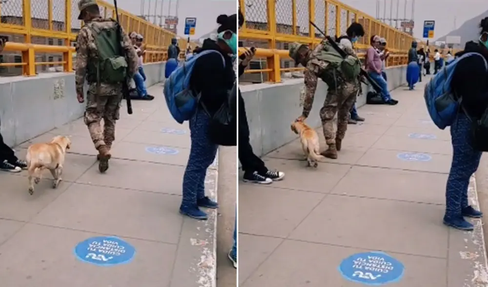 Desliza las imágenes para ver más detalles sobre esta conmovedora escena protagonizada por un perro callejero y un soldado peruano. Foto: captura de TikTok Desliza las imágenes para ver más detalles sobre esta conmovedora escena protagonizada por un perro callejero y un soldado peruano. Foto: captura de TikTok