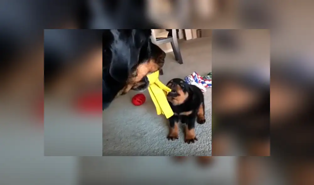 Desliza las imágenes para apreciar la divertida escena protagonizada por un cachorro y la otra mascota de su dueño. Desliza las imágenes para apreciar la divertida escena protagonizada por un cachorro y la otra mascota de su dueño.