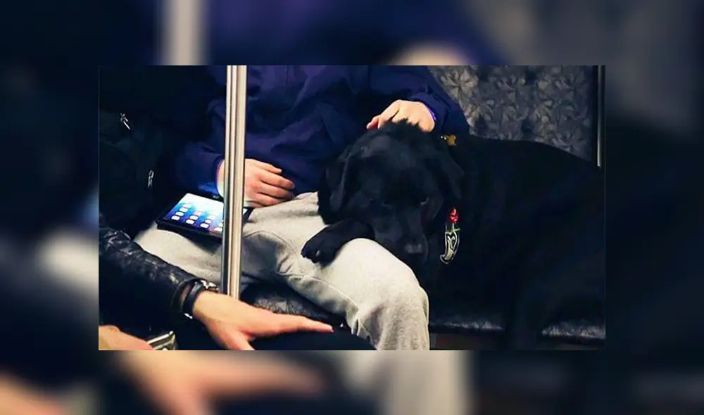 En Facebook, una perrita decidió viajar sin compañía de su dueño para acudir a un parque y jugar.