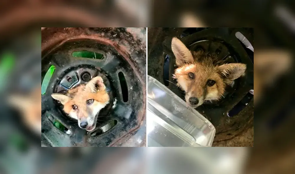 Desliza la imagen compartida en Facebook para ver todas las fotos.