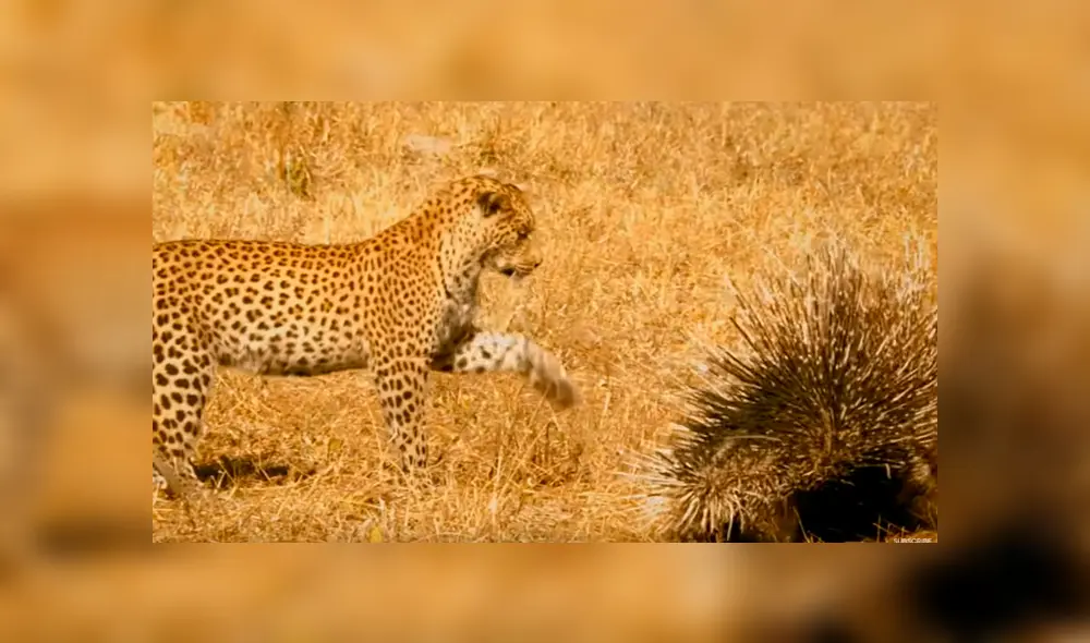 El feroz leopardo atacó a ambos roedores, que se defendieron con sus letales espinas. Foto: BBC Earth