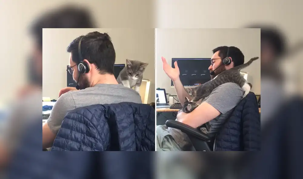 A través de YouTube se hizo viral el divertido momento en que un gato interrumpe a su dueño mientras trabaja.