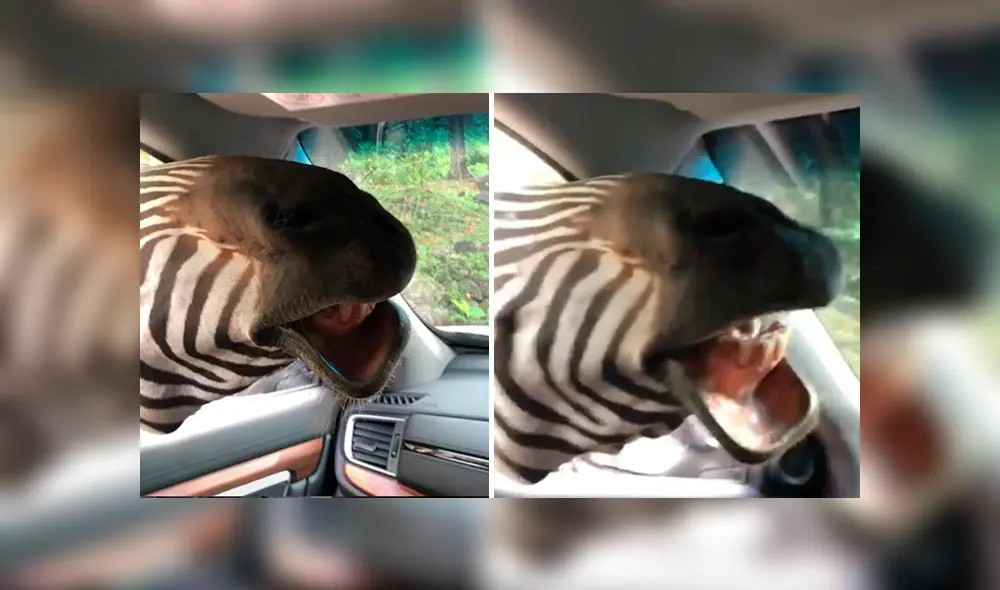 Turistas fueron impactados por una hambrienta cebra en safari. Foto: Captura.