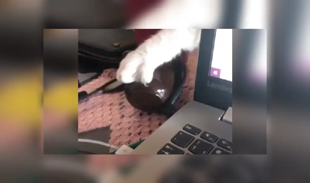 Desliza hacia la izquierda para ver más fotos del gracioso momento del 'robo' que protagonizó el gatito. Desliza hacia la izquierda para ver más fotos del gracioso momento del 'robo' que protagonizó el gatito.