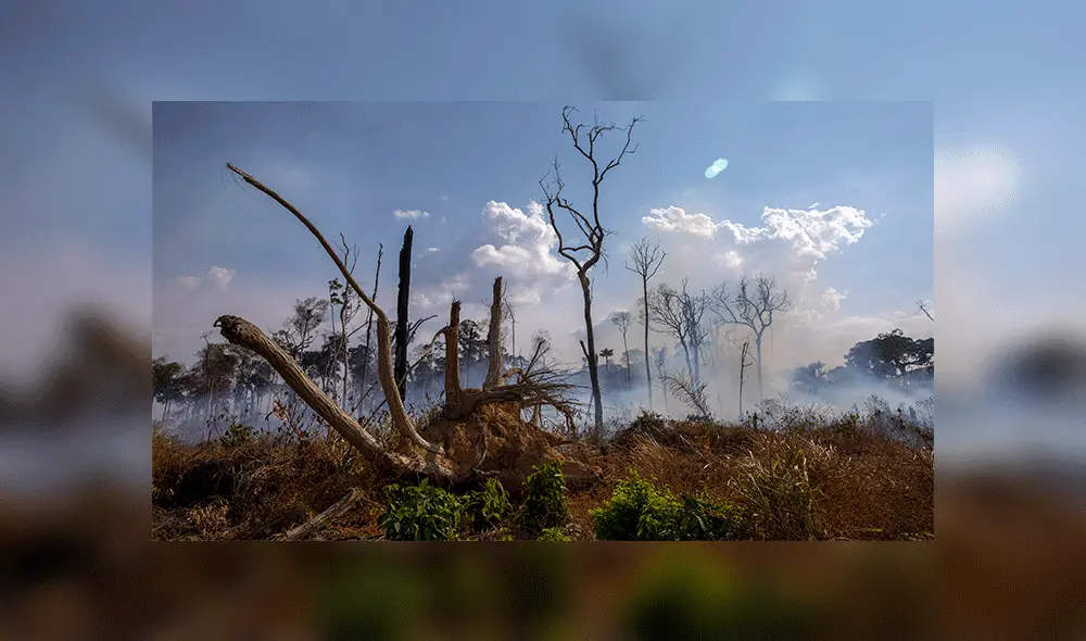 El incendio en el Amazonas ha devastado cientos de miles de hectáreas y ha puesto en peligro a muchas especies de animales y plantas. Foto: AFP.