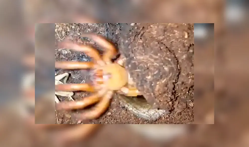 Un video viral de Facebook captó el instante en que un distraído insecto fue atacado por una enorme criatura que emergió de la tierra para tragarlo en cuestión de segundos.