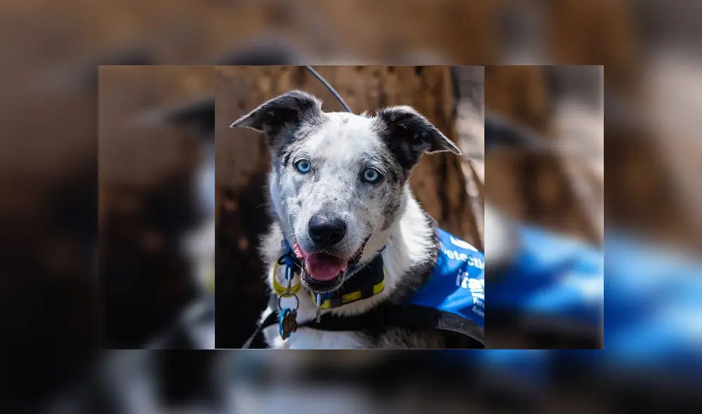 Desliza para conocer a Oso, el perro que pasó de ser abandonado a rescatar koalas en los incendios forestales de Australia. Foto: Captura.