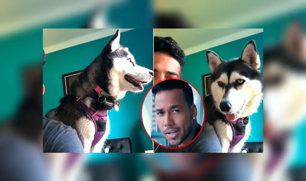Facebook: Sorprendente reacción de un perro al escuchar a Romeo Santos se vuelve viral [VIDEO]