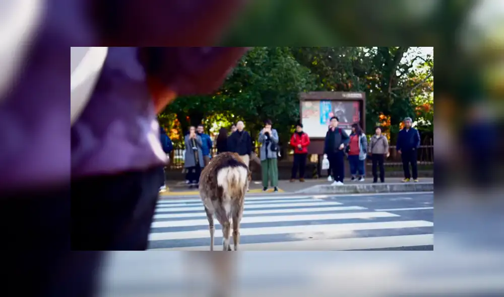 Usuarios de YouTube calificaron la peculiar conducta del animal como un claro ejemplo de “responsabilidad” y respeto por las señales de tránsito Usuarios de YouTube calificaron la peculiar conducta del animal como un claro ejemplo de “responsabilidad” y respeto por las señales de tránsito