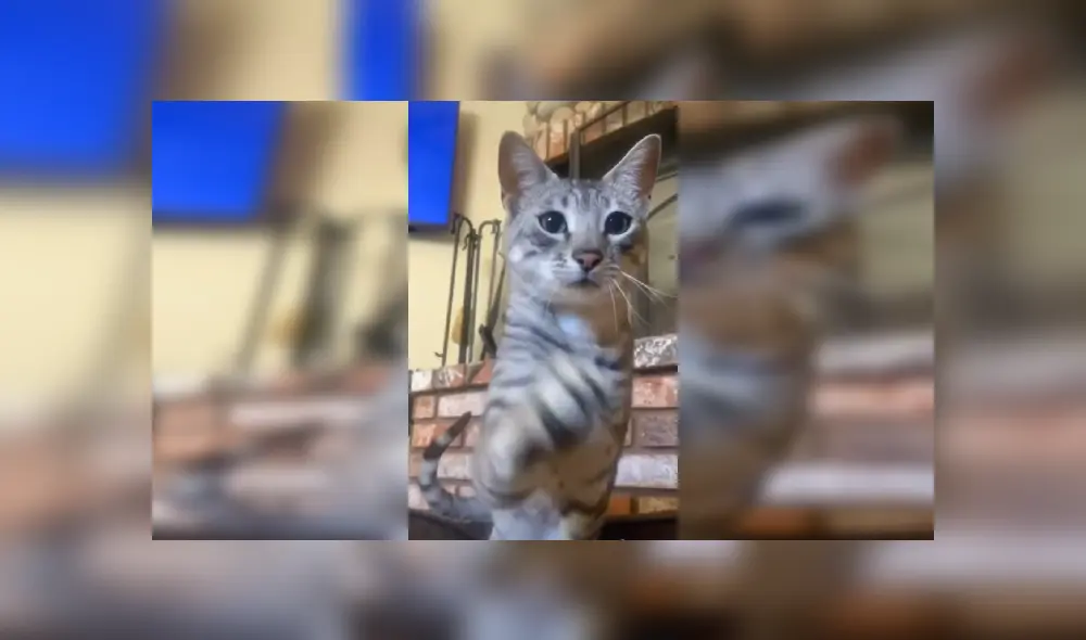 Desliza las imágenes para observar la terrible acción de un gato para apoderarse de la cama de un perro. Foto: Captura.