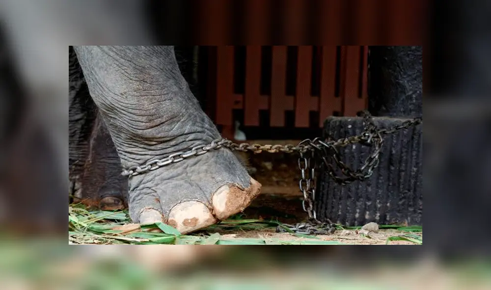 Maltrato animal Maltrato animal