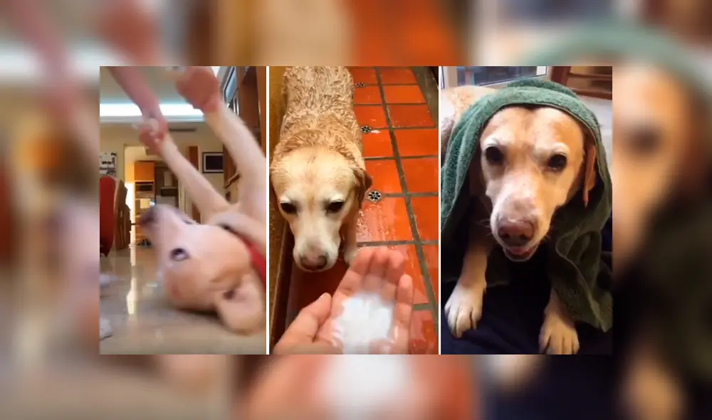 Desliza las imágenes hacia la izquierda para apreciar la singular acción de un perro para evitar que su dueña lo bañe.