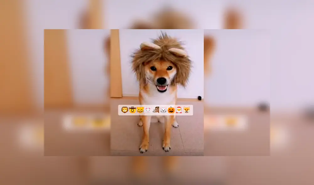 En Tik Tok, una joven adquirió graciosos sombreros para ponerlo en la cabeza de su mascota como parte de un reto.