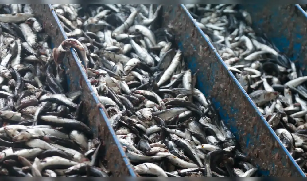Este jueves finaliza la segunda temporada de pesca de anchoveta del 2018