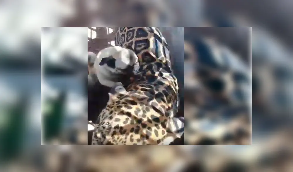 Turista captó la inesperada reacción de un enorme jaguar ante la molestosa insistencia de un cachorro pug que no deja de morderlo y acosarlo