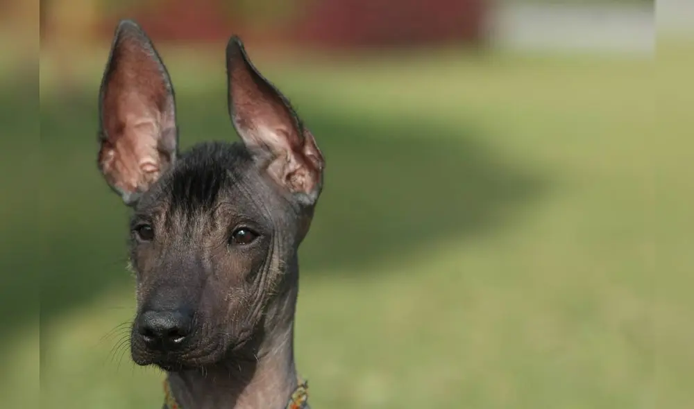 ¿El “Perro calato” fue un manjar curativo? [VIDEO]