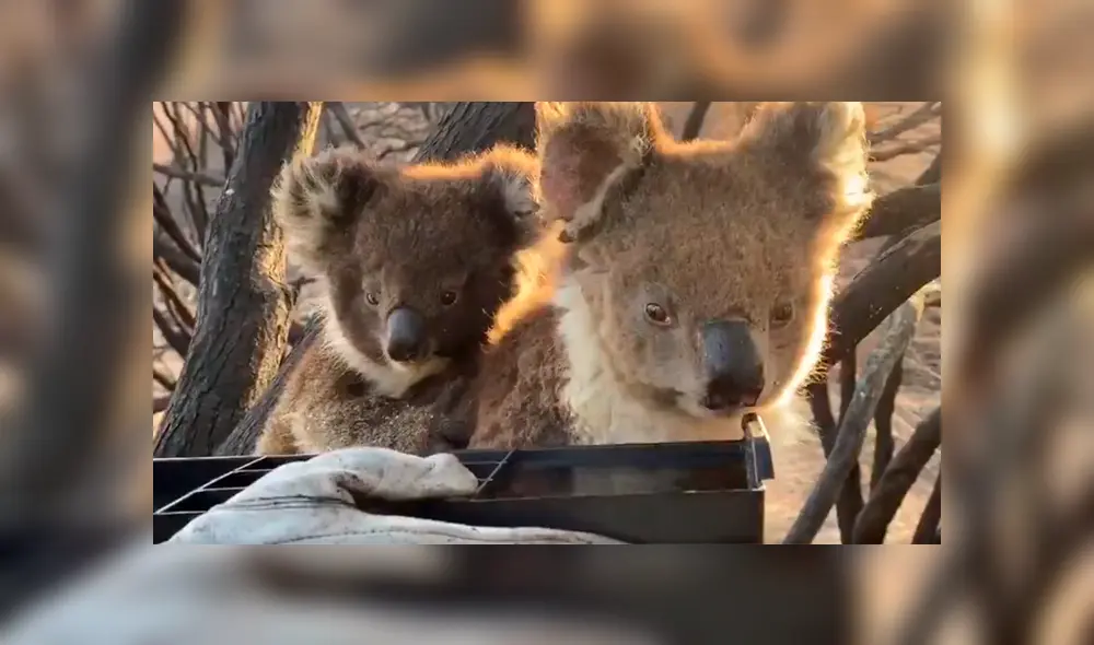 En Facebook, unos bomberos tuvieron un noble gesto con un koala y su cría que sufrieron por los incendios.