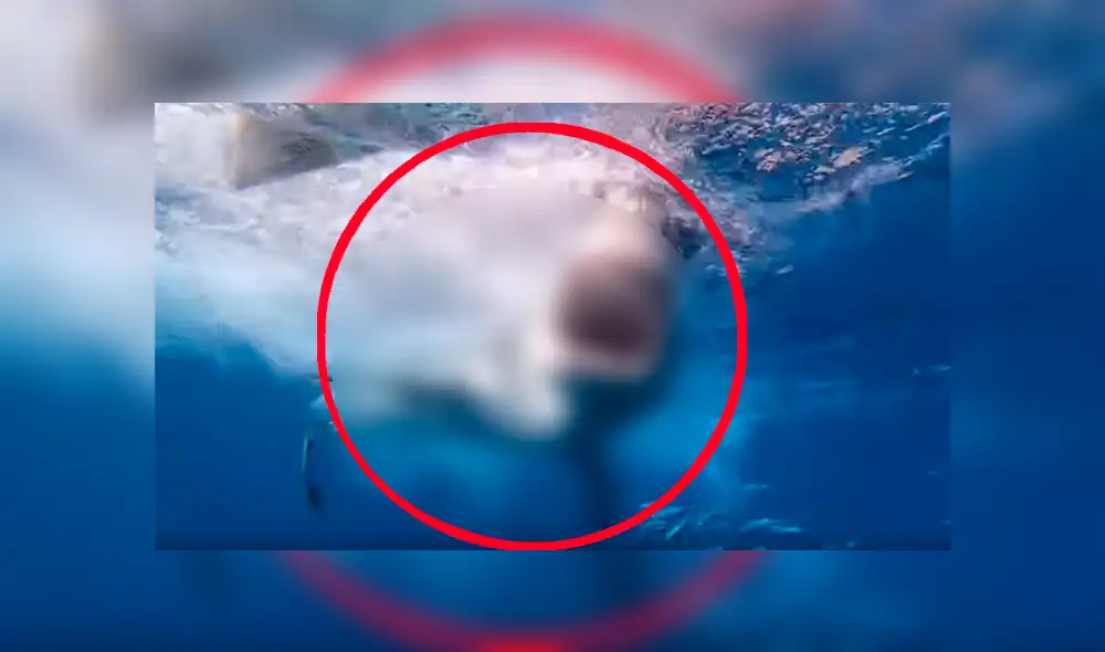 Un buzo grabó un video viral de Facebook en el instante en que es embestido por un gigantesco tiburón que emergió de las profundidades para asustarlo. Un buzo grabó un video viral de Facebook en el instante en que es embestido por un gigantesco tiburón que emergió de las profundidades para asustarlo.