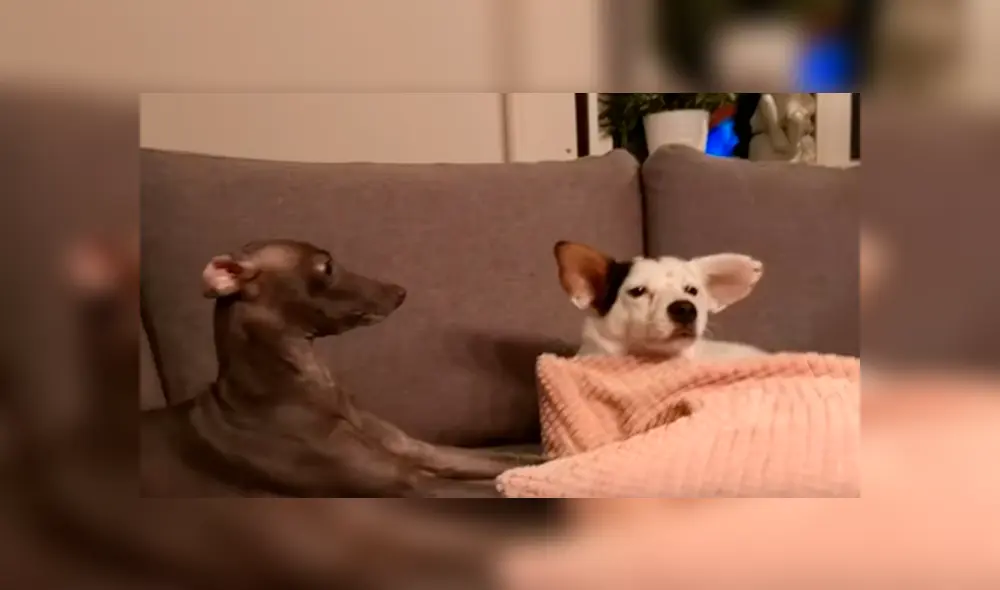 Desliza a la izquierda para ver la impresionante reacción de la perra que no quería jugar. (Foto: Facebook)