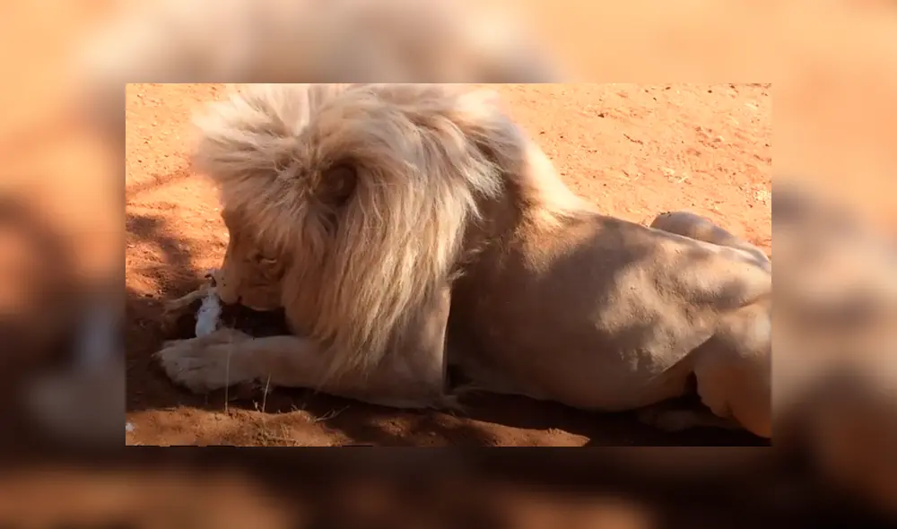 Desliza hacia la izquierda para ver las imágenes del viral de YouTube. Foto: Captura.