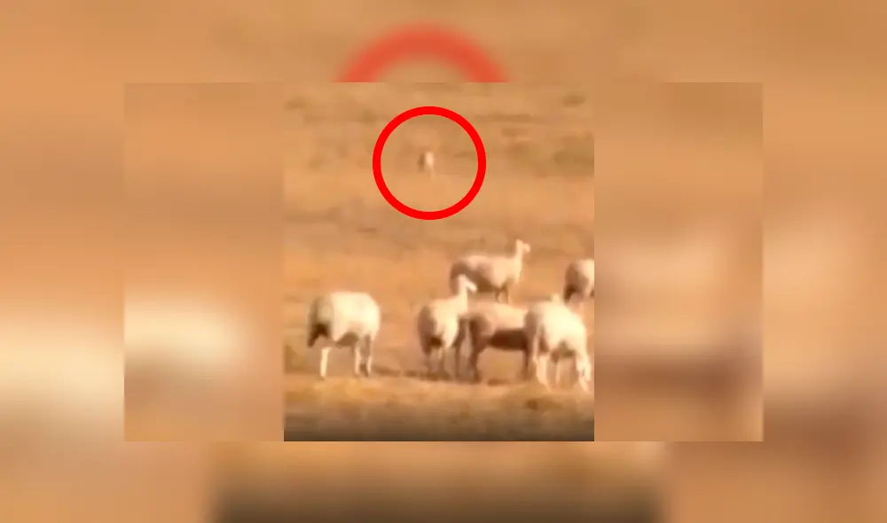 Desliza las imágenes para conocer la reacción de un perro guardián ante la presencia de un lobo en el rebaño. Foto: Captura. Desliza las imágenes para conocer la reacción de un perro guardián ante la presencia de un lobo en el rebaño. Foto: Captura.