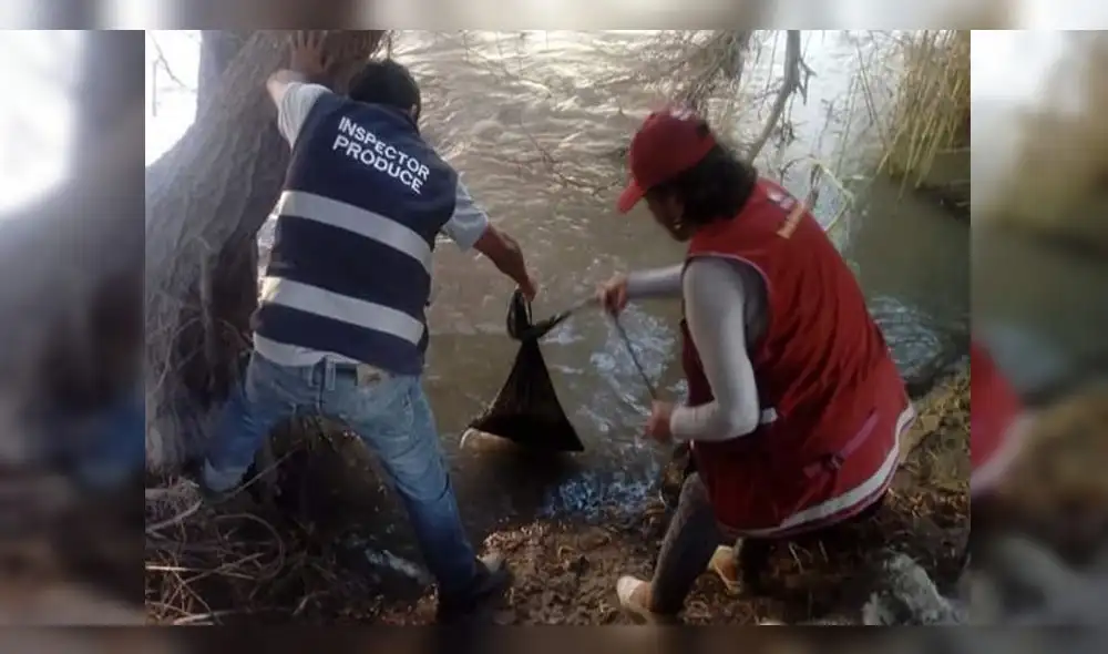 Arequipa: Incautan 60 kilos de camarón en penúltimo día de veda en Camaná