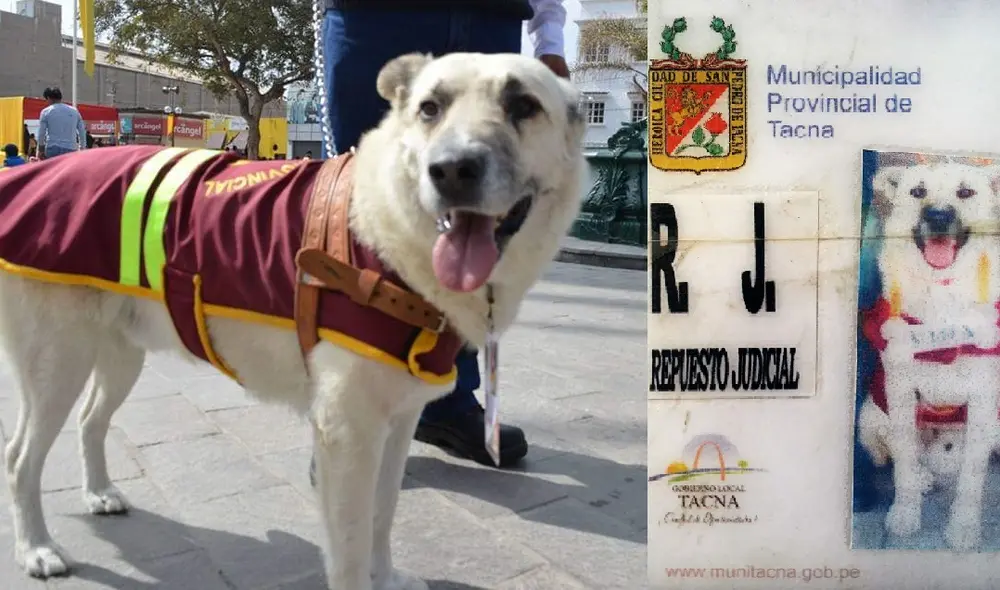 Tacna. El can Repuesto Judicial estuvo 17 años en la comuna provincial e incluso tenía su fotocheck. Tacna. El can Repuesto Judicial estuvo 17 años en la comuna provincial e incluso tenía su fotocheck.