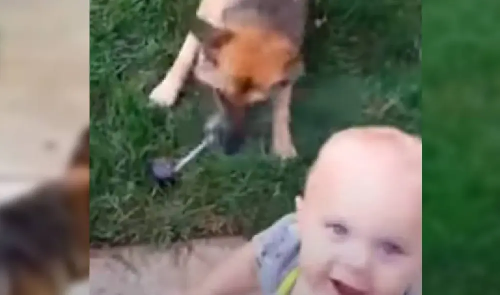 Desliza para ver las mejores imágenes del video viral de Facebook. Foto: Captura/Amanpreet Singh