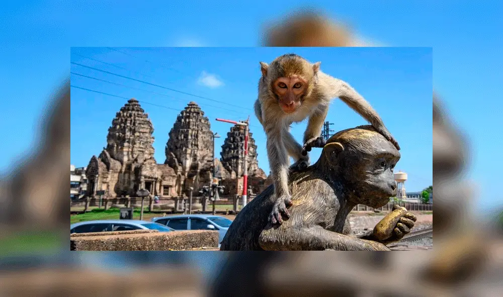 Las autoridades planean construir un santuario para los simios. Foto: AFP.