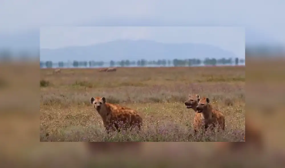 Desliza hacia la izquierda para ver el momento en que una manada de hienas se apodera de la comida de los leones, escena que es viral en YouTube. Desliza hacia la izquierda para ver el momento en que una manada de hienas se apodera de la comida de los leones, escena que es viral en YouTube.