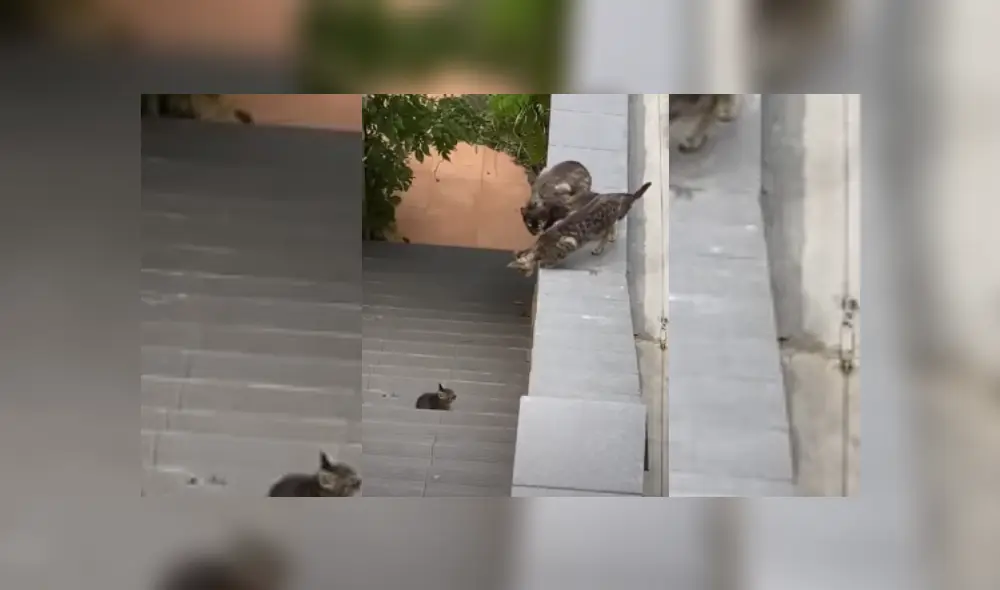 Desliza hacia la izquierda para ver más del video viral.