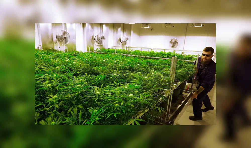 Estados Unidos: inician Año Nuevo con venta legal de marihuana recreativa