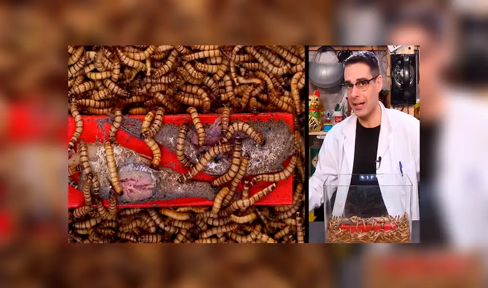 YouTube: Lanzan comida en lata dentro de envase con supergusanos carnívoros y sucede algo inesperado [VIDEO]