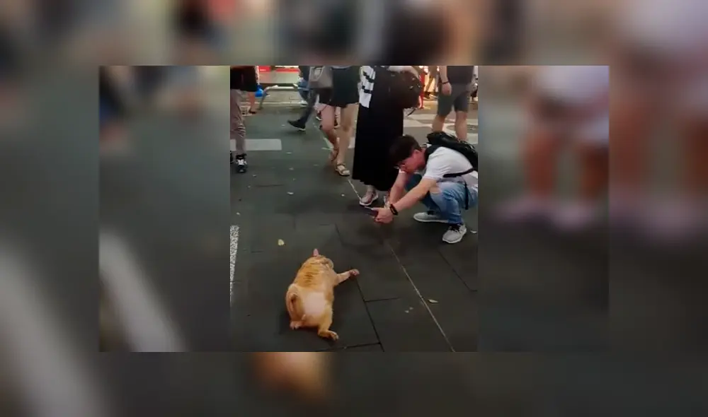 Video es viral en Facebook. Las personas que pasaban al costado del felino no dejaban de tomarle fotos, expresando su asombro por su peculiar conducta