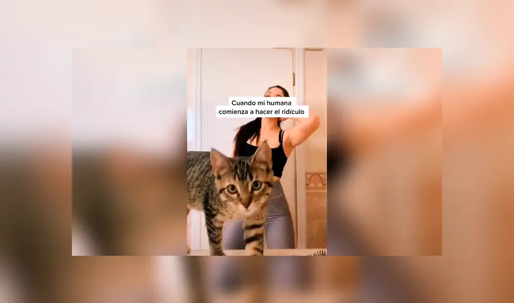 Desliza las imágenes para apreciar la travesura de un gato cuando su dueña realizaba una atrevida coreografía. Foto: Captura. Desliza las imágenes para apreciar la travesura de un gato cuando su dueña realizaba una atrevida coreografía. Foto: Captura.