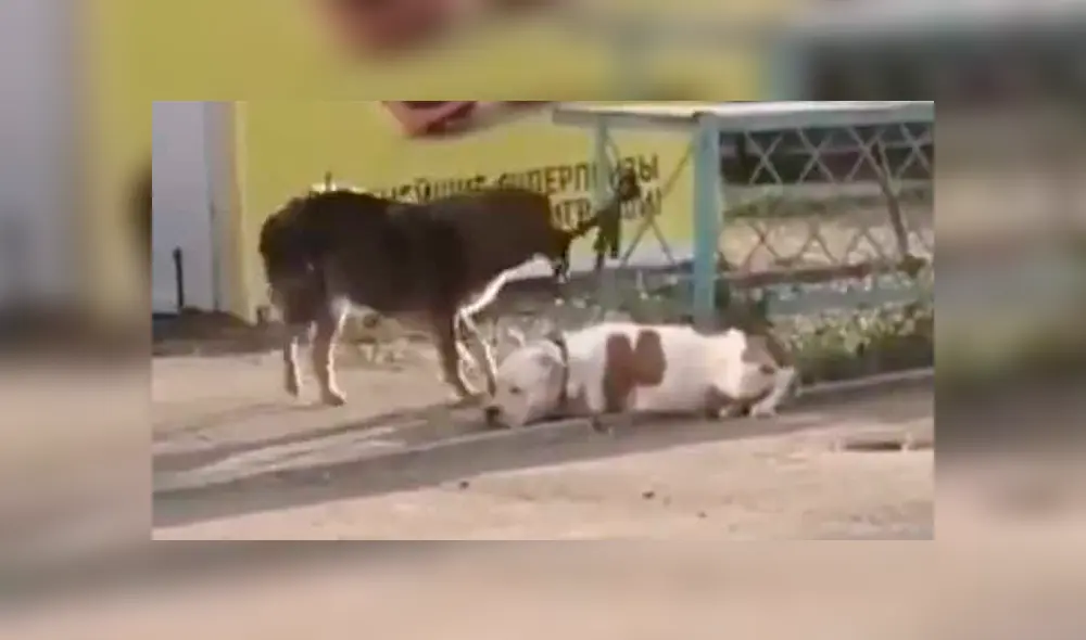 Desliza para ver los detalles de este video viral publicado en Facebook. Foto: Captura.