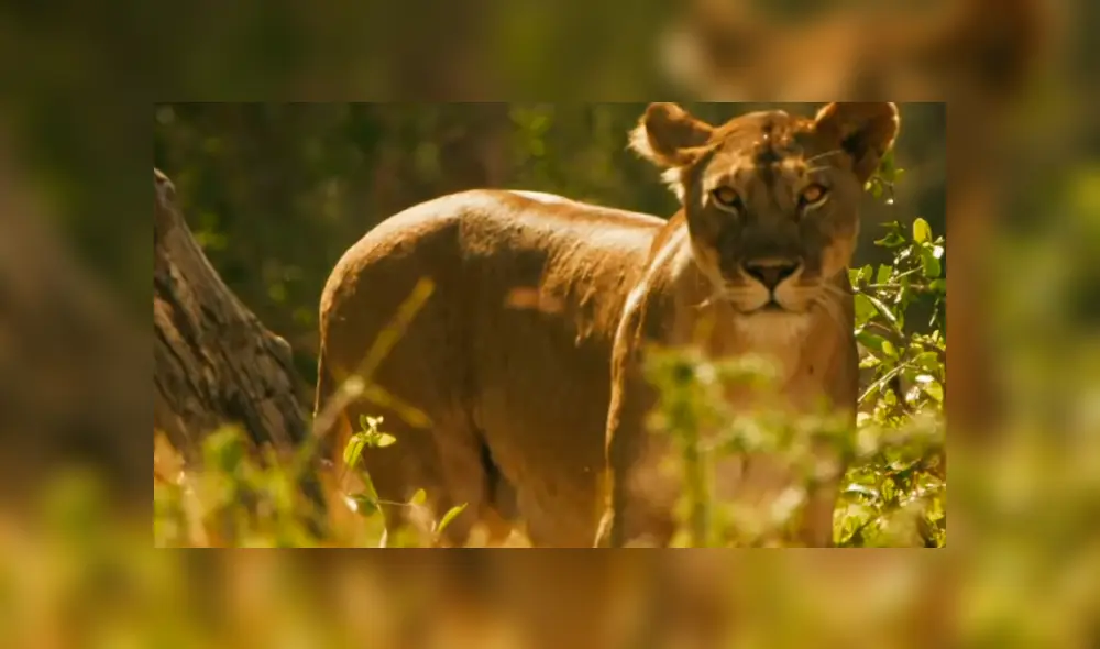 Pero todo era visto por la madre de las criaturas a lo lejos. Foto: BBC Earth